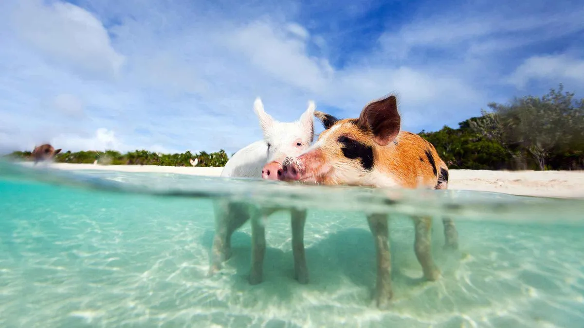 Speedboat crew and travellers at the swimming pigs stop on a three-island swimming with pigs Nassau tour, Bahamas